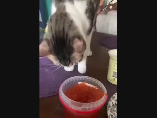 Губа не дура