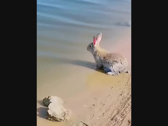 Вы когда-нибудь видели, как плавает кролик?