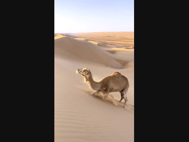 Как верблюды взбираются на барханы