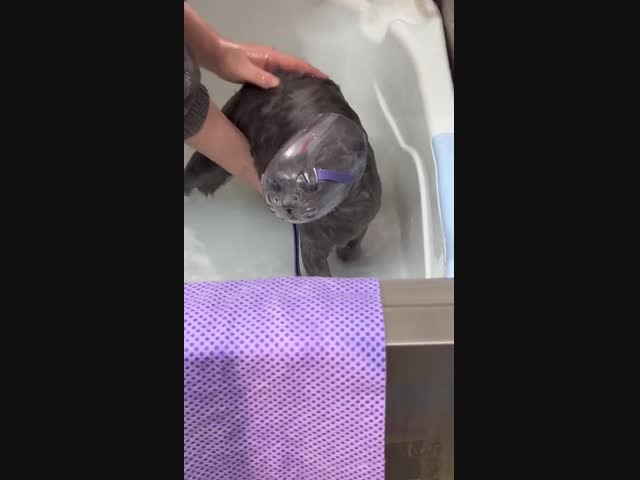 Маска для мытья кота