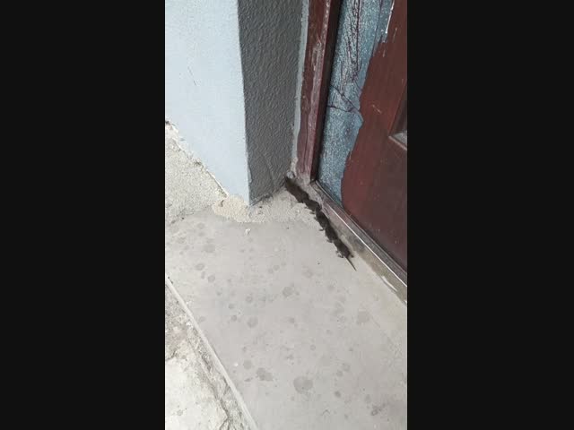 Мышиный поезд