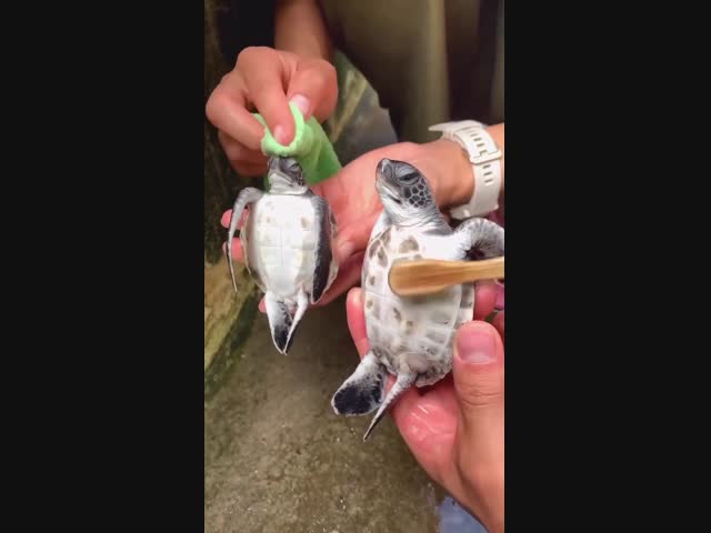 Царская жизнь черепах в Японии