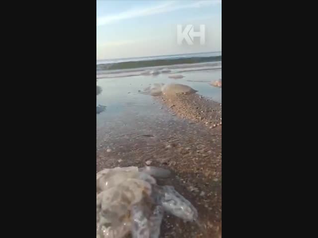 Медузы оккупировали Азовское море