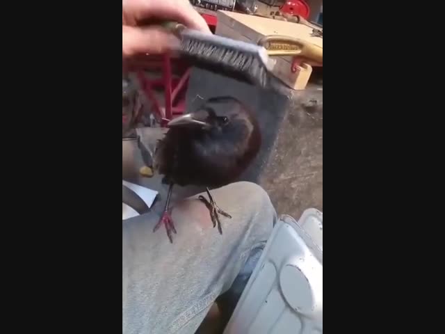 Умная птичка