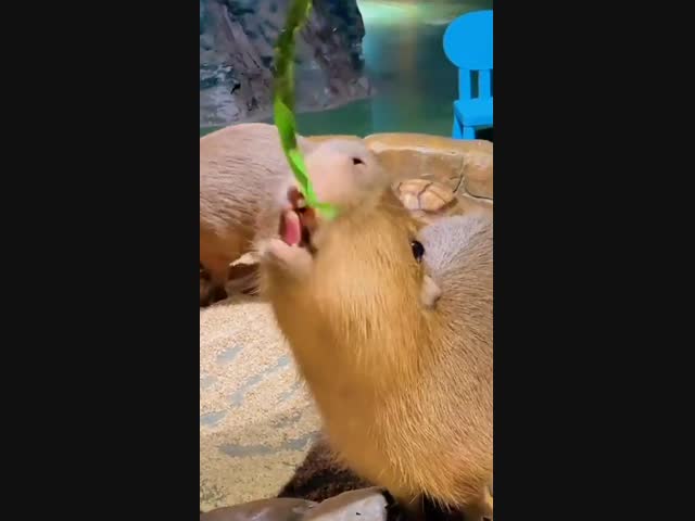 Зубастая капибара