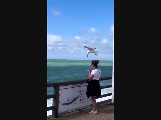 Наглая чайка