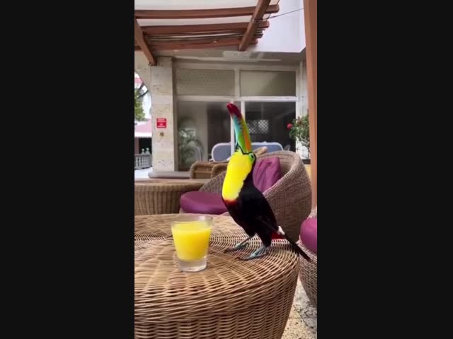 Дегустатор напитка