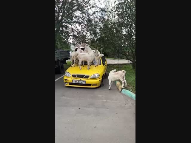 В подмосковном Бутово нет гор, зато есть горные козы