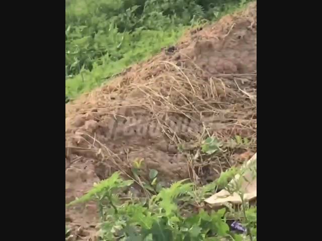 Сколько радости...