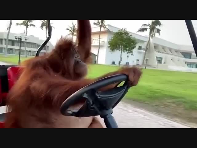 Шеф! До Медведок дотрясёшь⁠⁠?