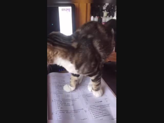 Коты - это жидкость