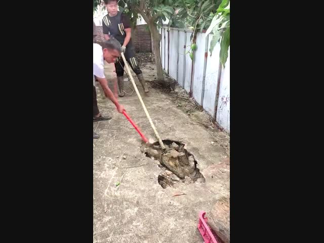 Умные крокодилы выкопали туннель и попытались вырваться на свободу