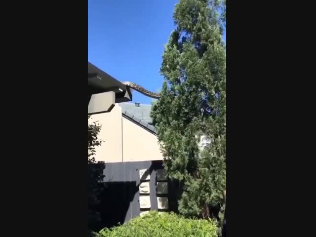 Гигантская змея сползает с крыши 
