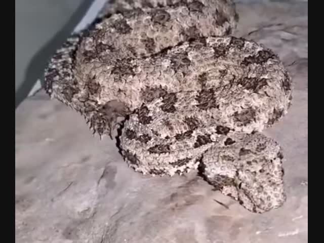 На хвосте у этой змеи нет паука