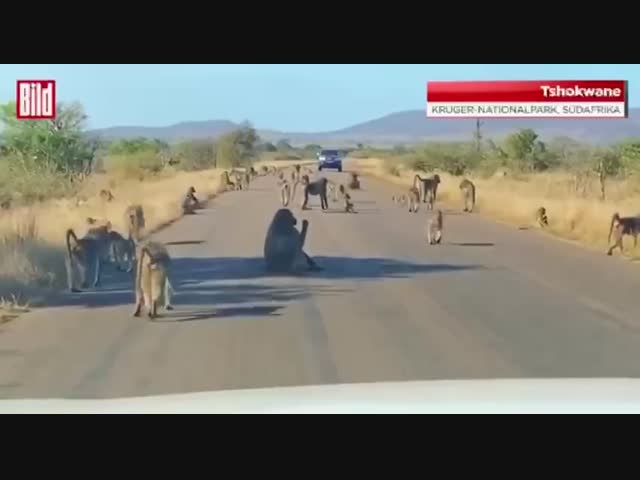Обезьяны против леопарда