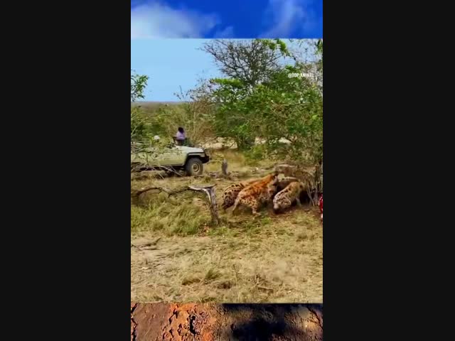 Царь зверей против гиен