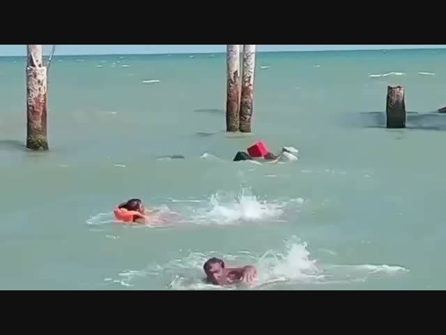 Тюлень напал на купальщиков