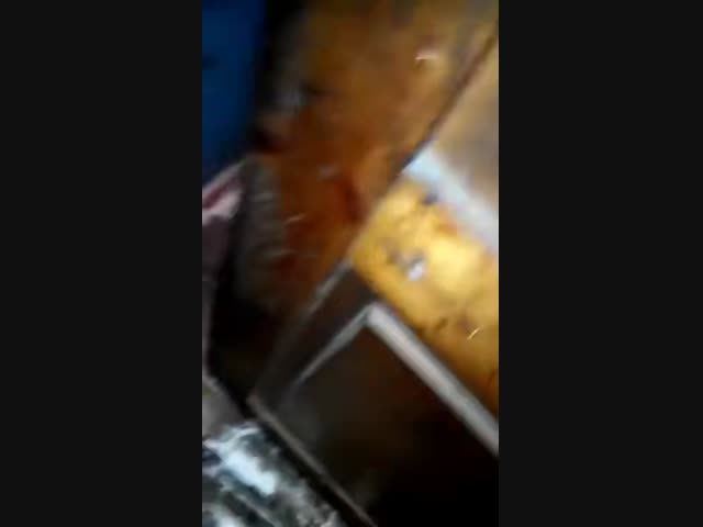 Так выглядит лиса, больная бешенством