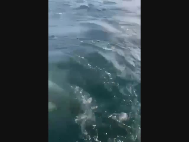 Люди спасли тюленя