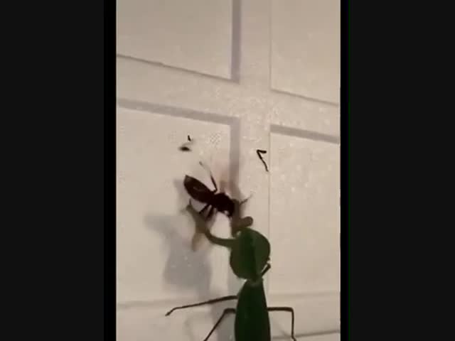 Богомол против шершня