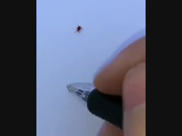 Из жизни клещей