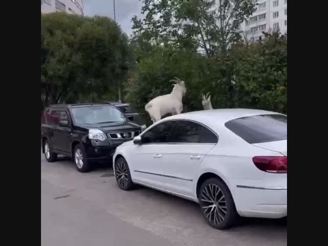 И снова козы в Бутово