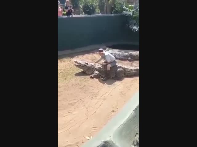 Командная работа крокодилов