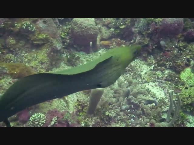 Мурена напала на дайвера