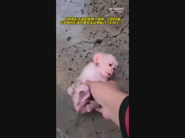 Счастливая обезьянка