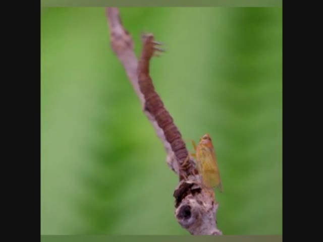 Хищная гусеница