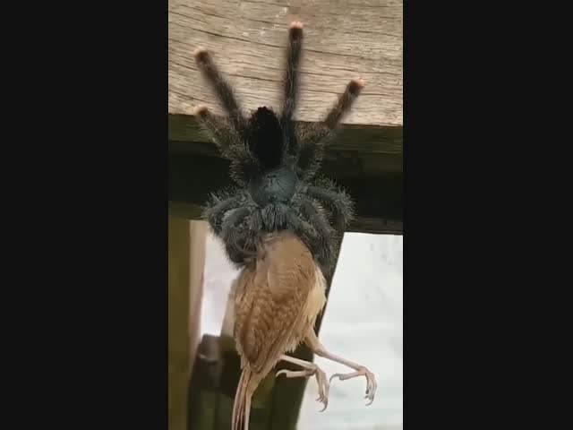 Питание паука-птицееда