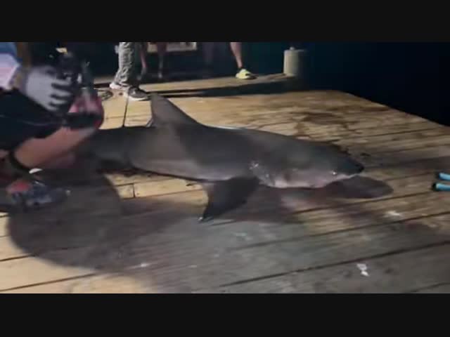 Кусачая акула