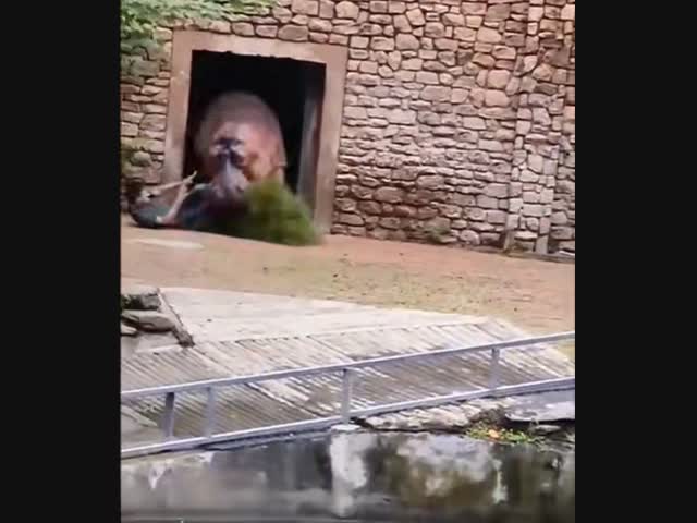 Нападение бегемота на уборщика в китайском зоопарке