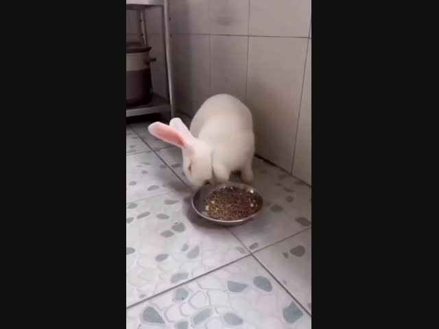 Нарезка с забавными кроликами