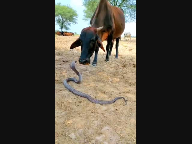 Ласковая корова чуть не зализала кобру до смерти:)))