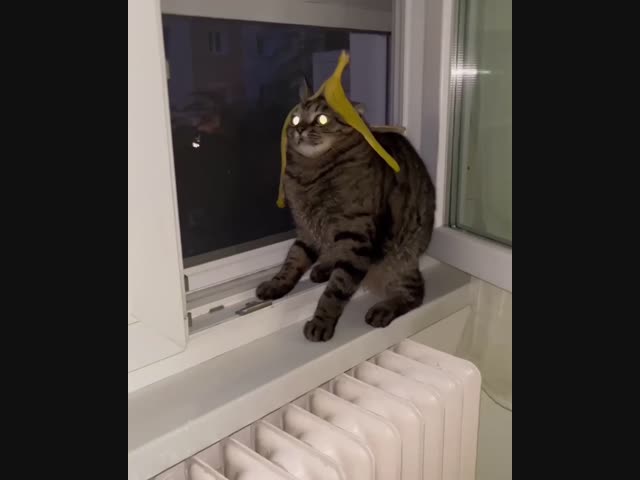 Как сломать кота