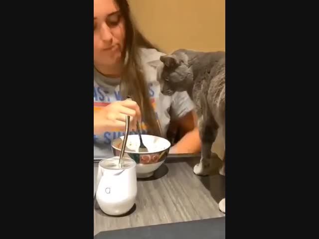 Дьявол в обличье кота