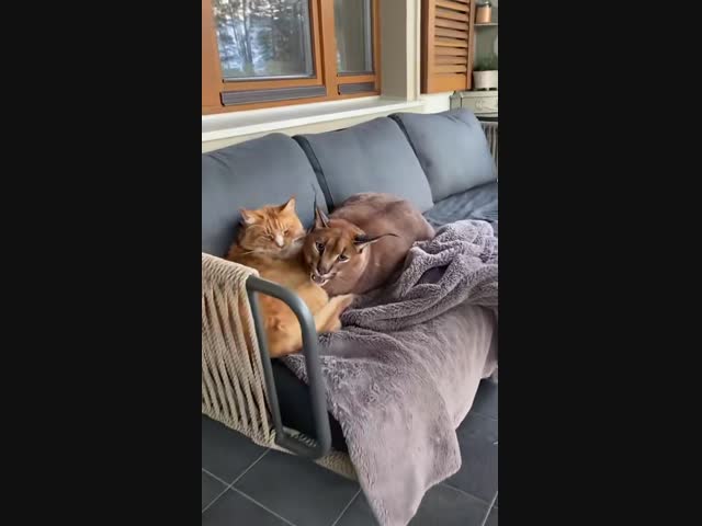 Кис кис кис!