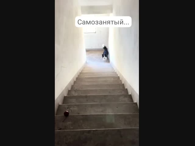 Счастливый пёс