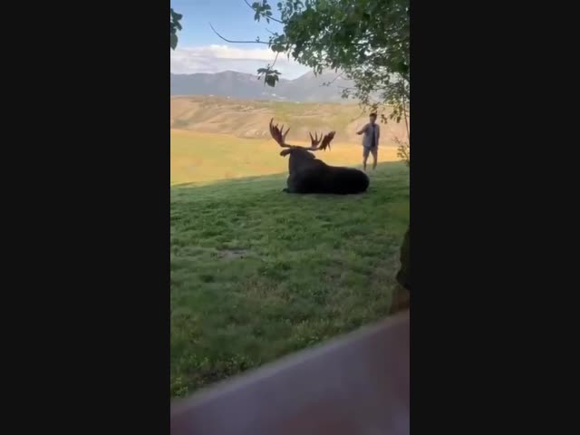 Напугал и ушел, довольный