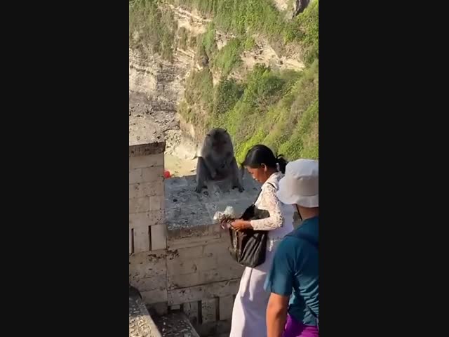 Обезьяна с коммерческими способностями