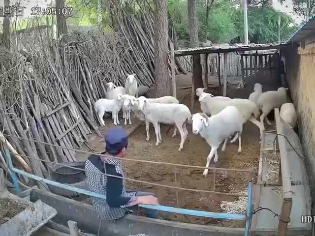 Ну, ты и баран!