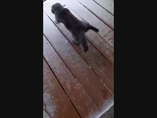 Несчастный кот