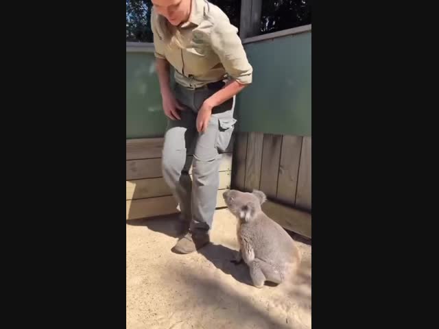 Ласковая коала