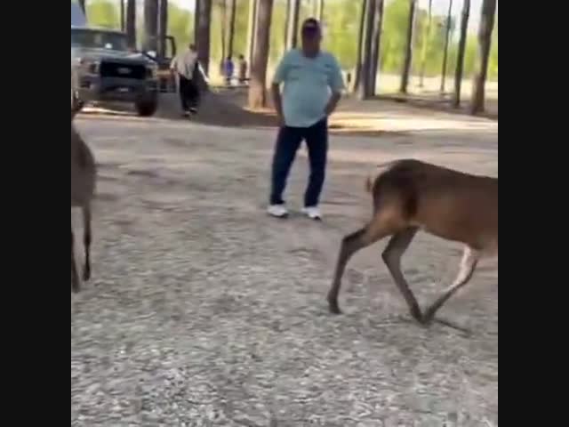 Вероломное нападение