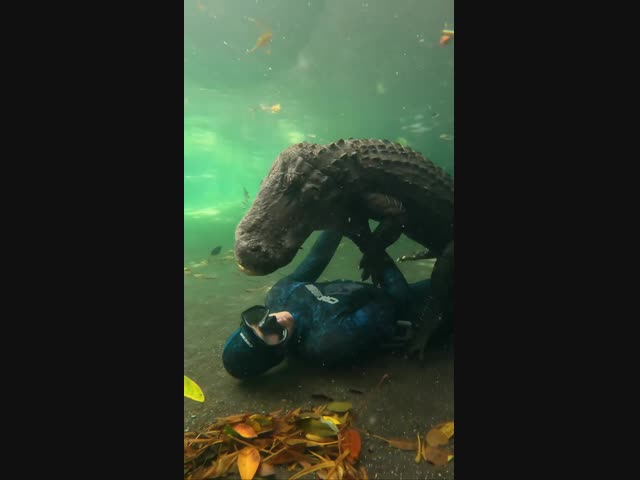 Игривый крокодил