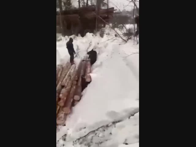 Везучий лось