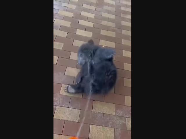 Банный день