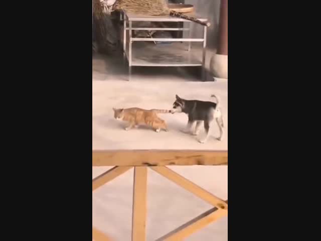 Месть кошек