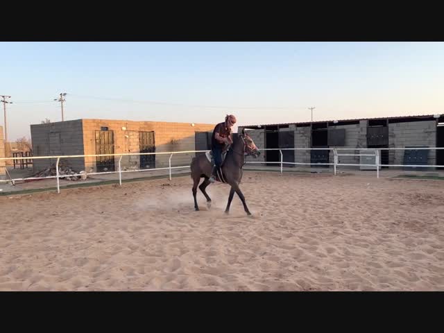 Как объезжают диких скакунов